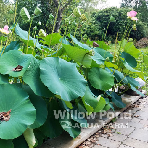 Lotus Nelumbo Large