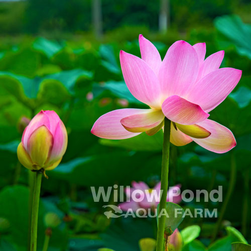 Lotus Plants Water Garden Dwarf