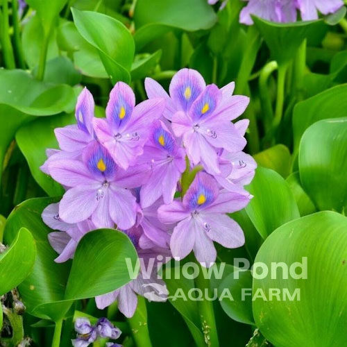 Water Hyacinth Floating Plants for Sale