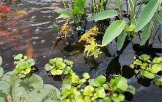pond cleaning maintenance rochester ny