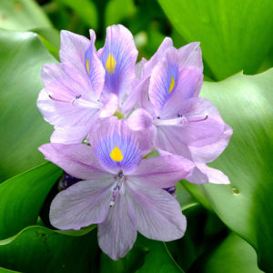 Floating Plants for Sale Water Hyacinth